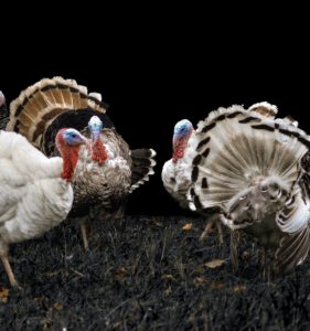 Shock Poll Result: Turkeys Vote for Christmas