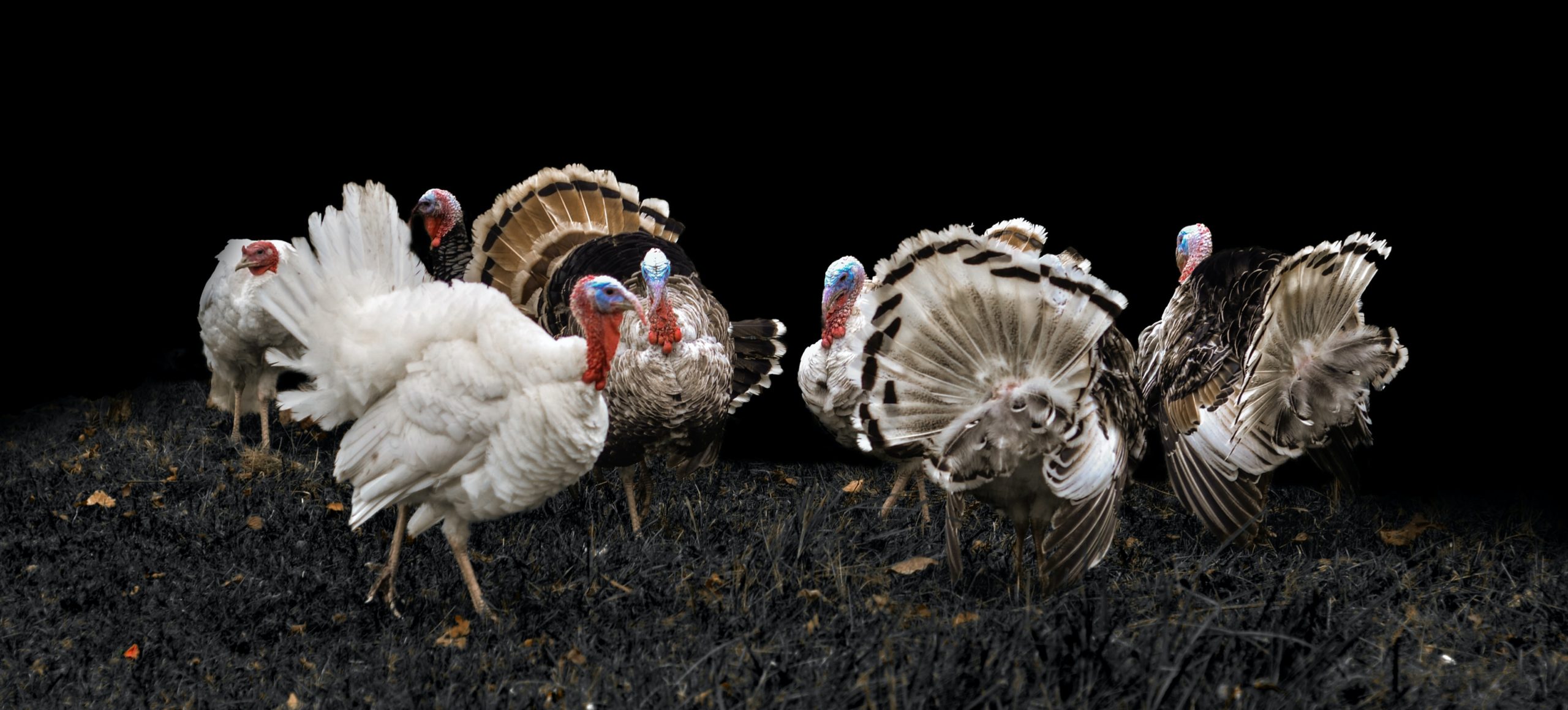 Shock Poll Result: Turkeys Vote for Christmas